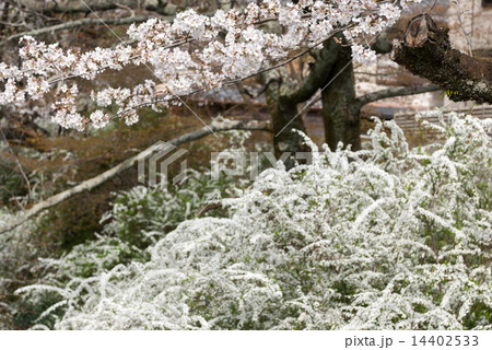 哲学の道　桜と雪柳 14402533