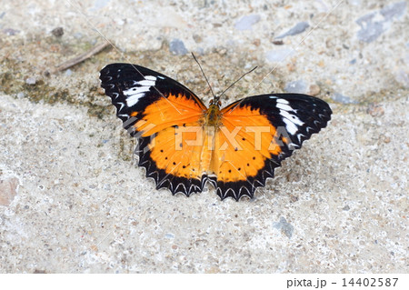 Monarch Butterfly with open wings 14402587