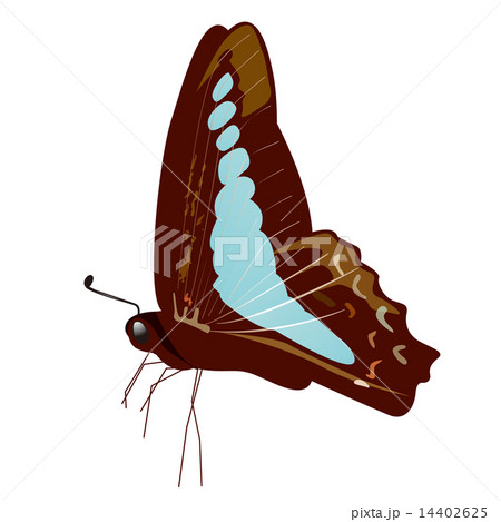 青い蝶のイラスト素材
