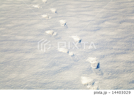 Footprints in the snow  14403029
