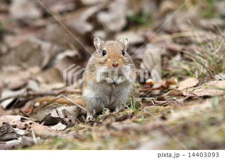 Gerbil standing 14403093