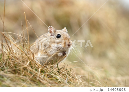 Gerbil in grass 14403098