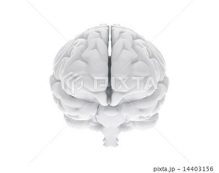 3d human brain 14403156