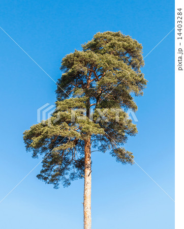 Detailed photo of European pine tree over blue sky 14403284