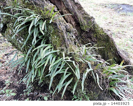 セッコク／神代植物園 14403925
