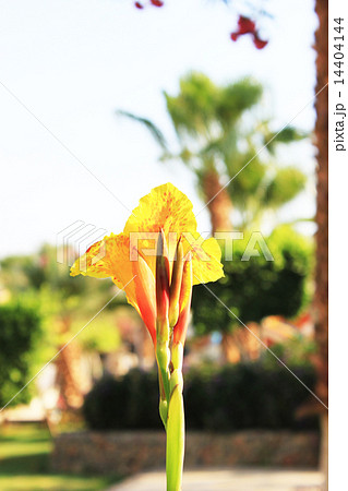 Yellow Flower 14404144