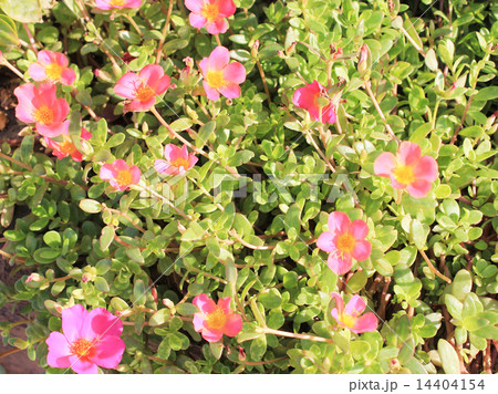 Pink Flowers Pink Flowers 14404154