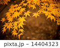Autumn maple leafs 14404323