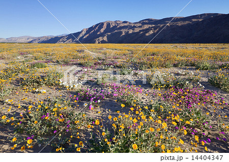 砂漠のワイルドフラワー 砂漠のワイルドフラワー 14404347