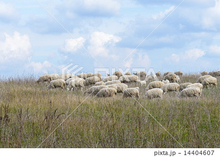 Sheep Sheep 14404607
