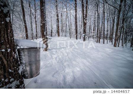 Into the Maple forest.. 14404657