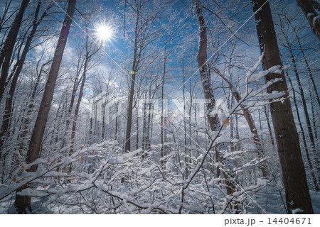 Maple syrup buckets on trees in Maple forest. 14404671