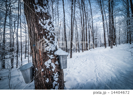Maple syrup buckets on trees in Maple forest. Maple syrup buckets on trees in Maple forest. 14404672