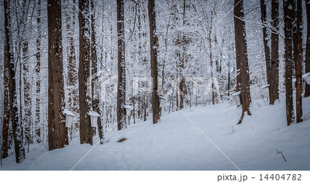 Maple syrup buckets on trees in Maple forest. Maple syrup buckets on trees in Maple forest. 14404782
