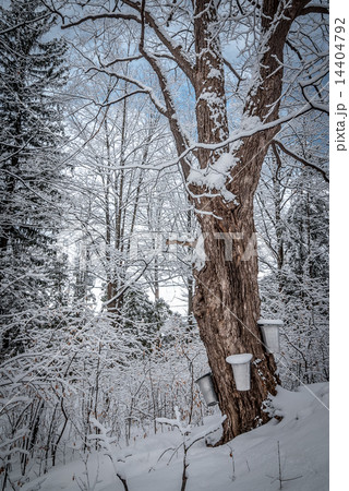 Maple syrup buckets on trees in Maple forest. Maple syrup buckets on trees in Maple forest. 14404792
