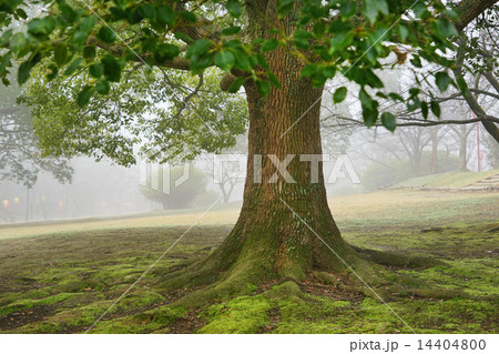 大木と朝霧 14404800