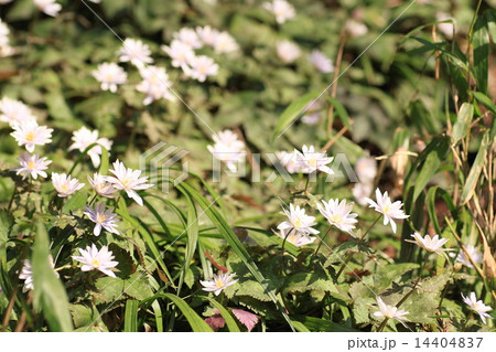 ユキワリイチゲの花 14404837