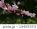 桜 14405353