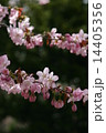 桜 14405356