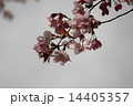 桜 14405357