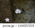 桜 14405359