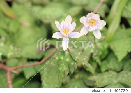 春の野花　ユキワリイチゲの花 14405720