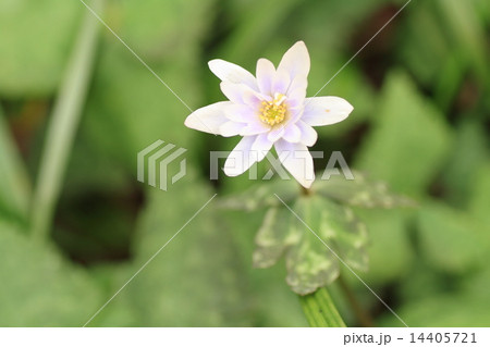 春の野花　ユキワリイチゲの花 14405721