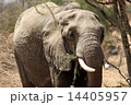 タンザニア　サファリの像　正面 14405957