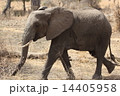 タンザニア　サファリの像　 14405958