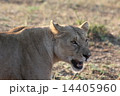 タンザニア　サファリのメスライオン 14405960