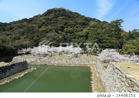 萩城址　春 14406153