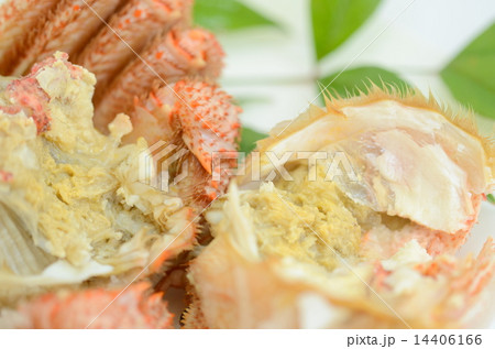 毛ガニ 毛ガニ 14406166