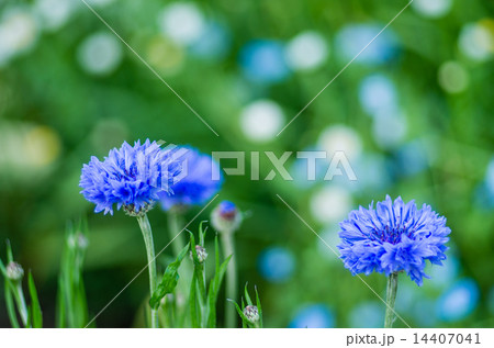 矢車草 14407041
