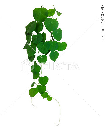.Green Ivy Plant Close Up 14407097