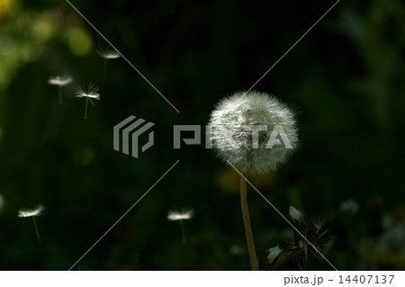 たんぽぽ 14407137
