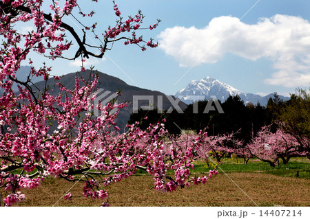 桃の花と雪山 14407214