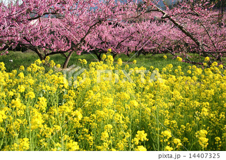 桃の花と菜の花 14407325