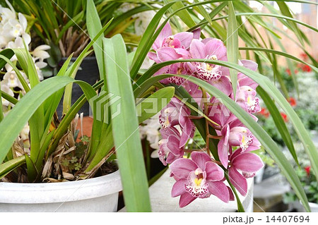 シンビジウム シンビジウム 14407694