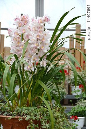 シンビジウム 14407695