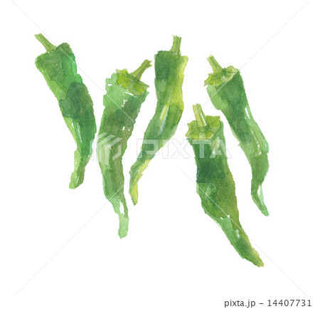 万願寺唐辛子 14407731