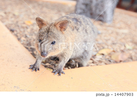クオッカ（クアッカ）ワラビー 14407903