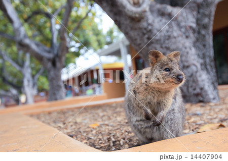 クオッカ（クアッカ）ワラビー 14407904