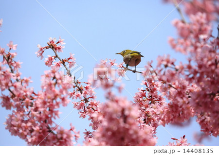 ピンク色の琉球寒緋桜にメジロ ピンク色の琉球寒緋桜にメジロ 14408135