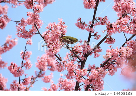 ピンク色の琉球寒緋桜にメジロ ピンク色の琉球寒緋桜にメジロ 14408138