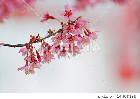 ピンク色の琉球寒緋桜 ピンク色の琉球寒緋桜 14408139