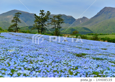 ネモフィラの丘 ネモフィラの丘 14408539