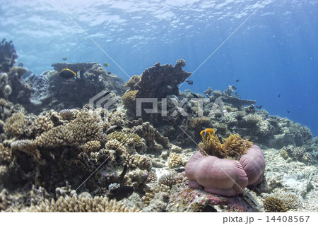 Clown fish inside pink purple anemone 14408567