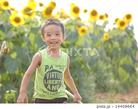 ひまわり畑で遊ぶ男の子 5歳児 ひまわり畑で遊ぶ男の子 5歳児 14408664