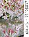鎌倉八幡宮の桜 14408817