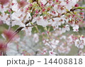 鎌倉八幡宮の桜 14408818